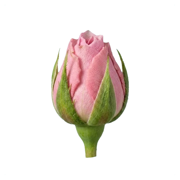 Peony Rose Miranda — bud
