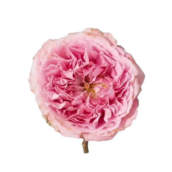 Peony Rose Miranda — full