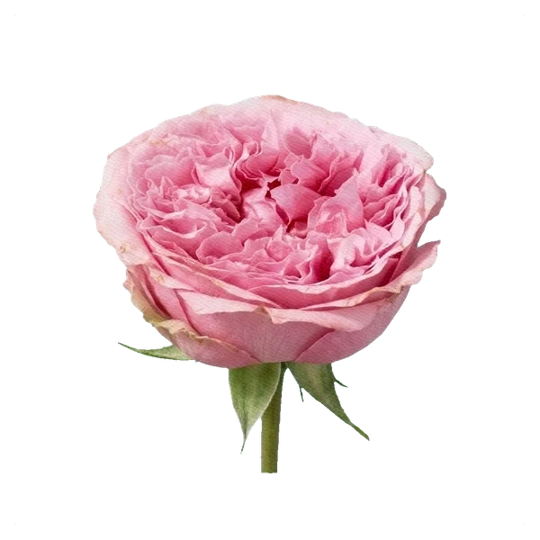 Peony Rose Miranda — side