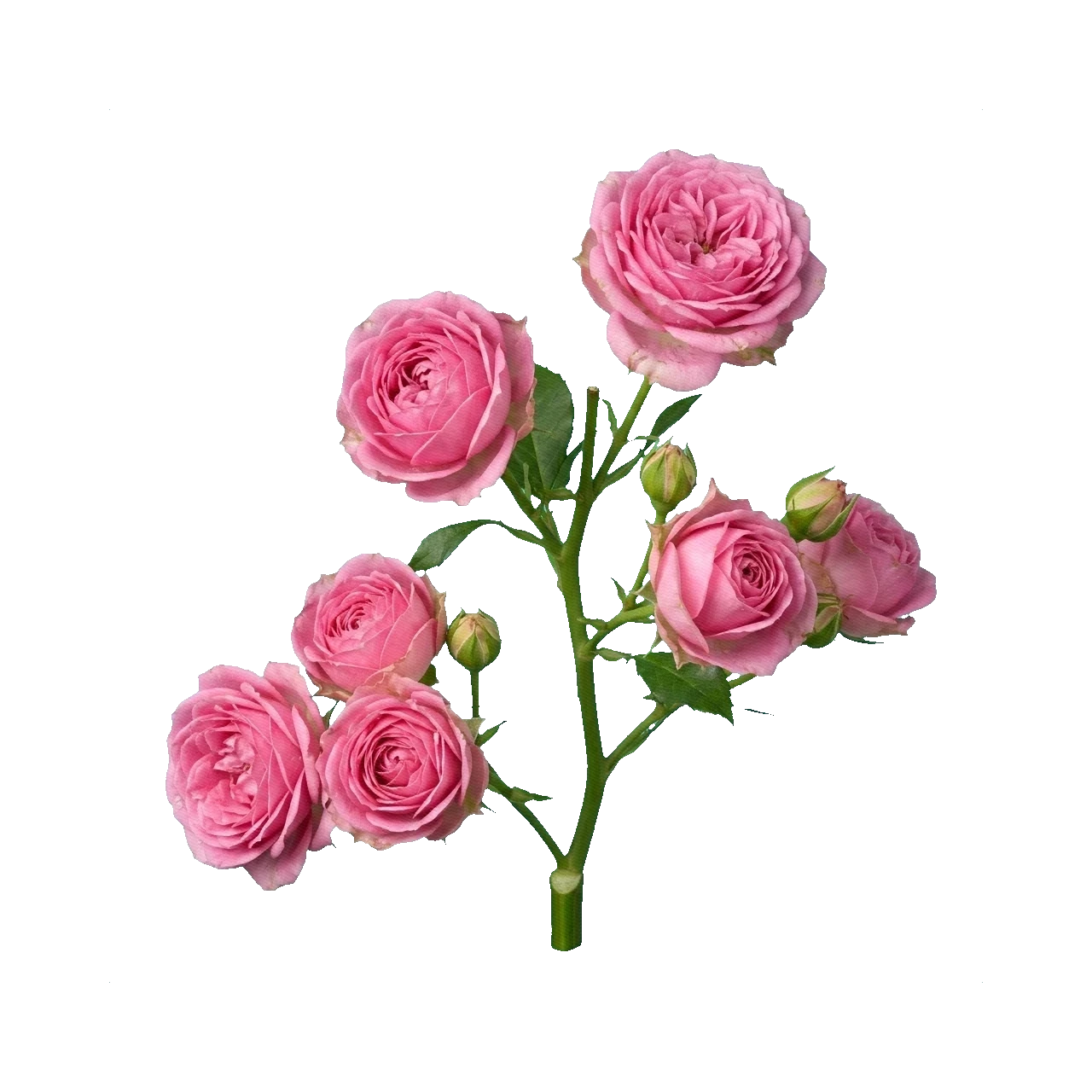 Rose Misty Bubbles