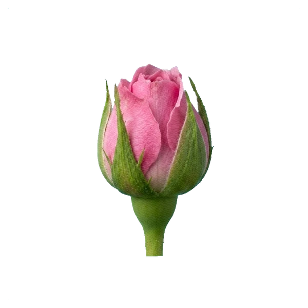 Rose Misty Bubbles — bud