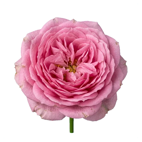 Rose Misty Bubbles — full