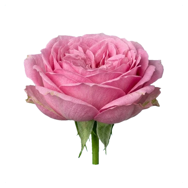 Rose Misty Bubbles — side