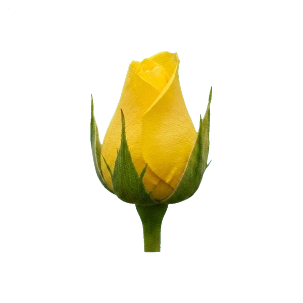 Rosa Momentum — bud