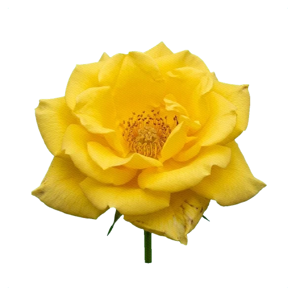 Rosa Momentum — full