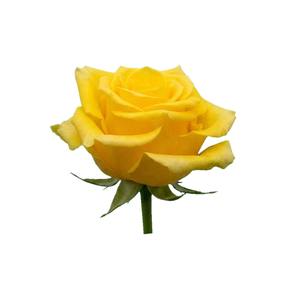Rosa Momentum — side