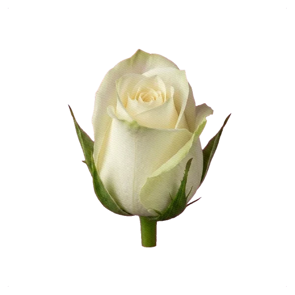 Rose Mondial — bud