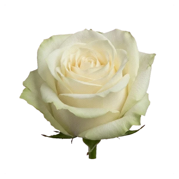 Rose Mondial — side