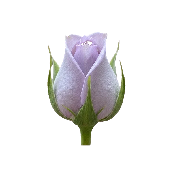 Rosa Morning Dew — bud