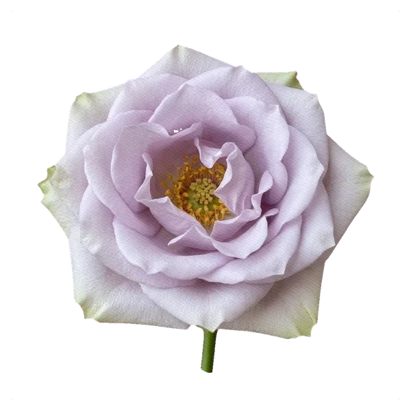 Rosa Morning Dew — full