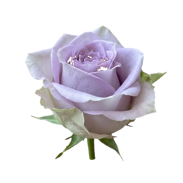 Rosa Morning Dew — side