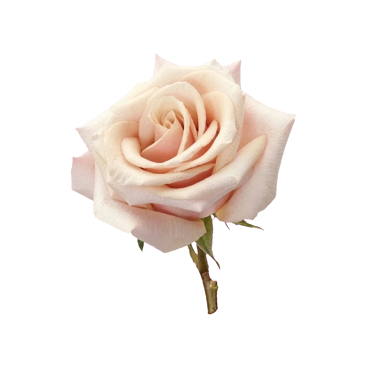 Rose Mother of Pearl