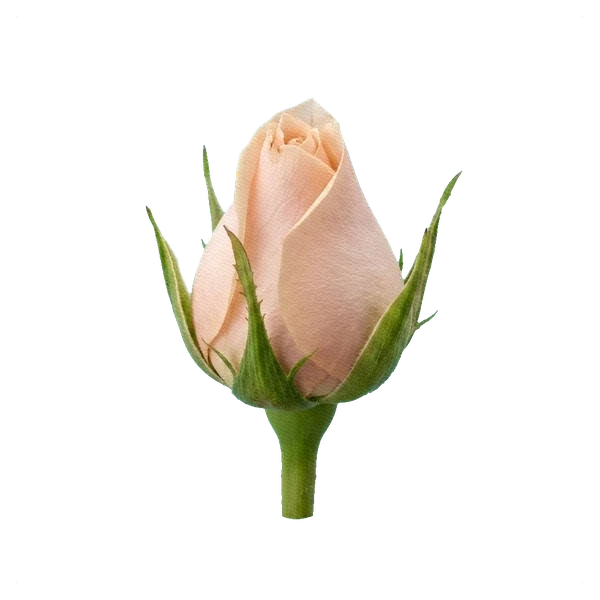 Rose Mother of Pearl — bud