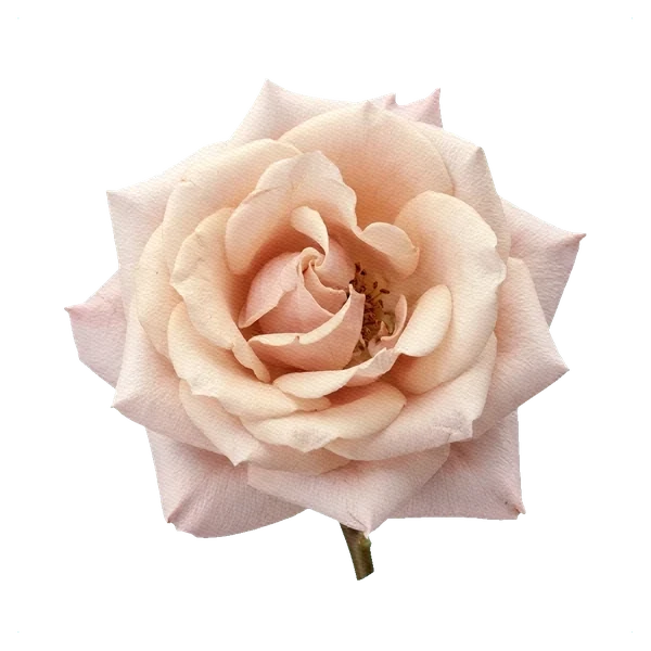 Rose Mother of Pearl — full