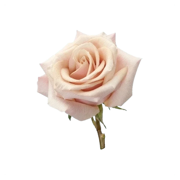 Rose Mother of Pearl — side