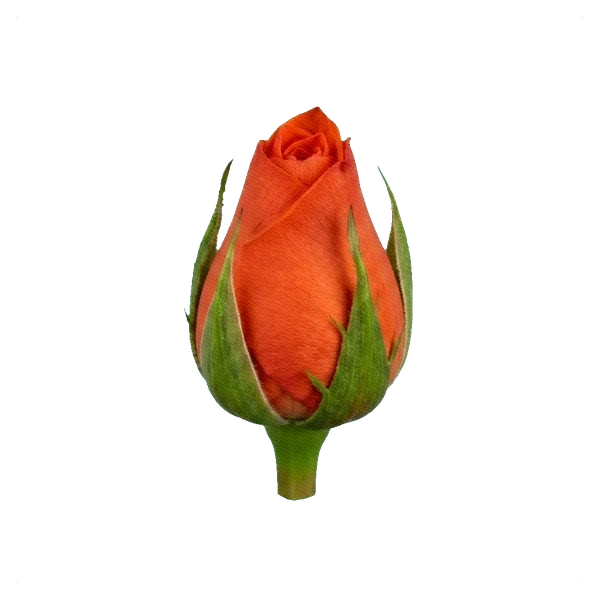 Rose Nina — bud