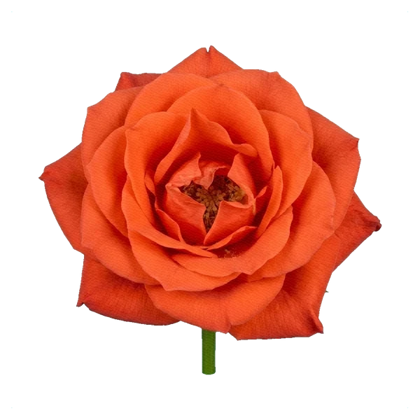 Rose Nina — full