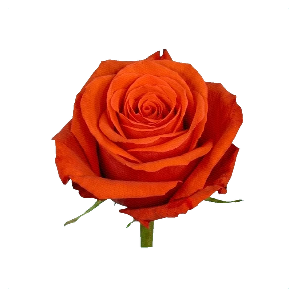 Rose Nina — side