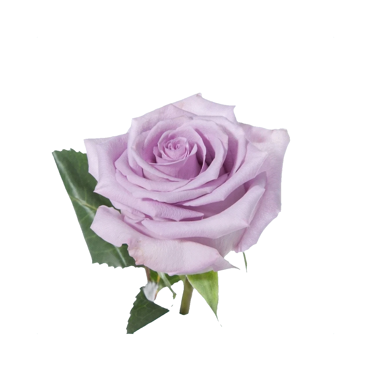 Rose Ocean Song