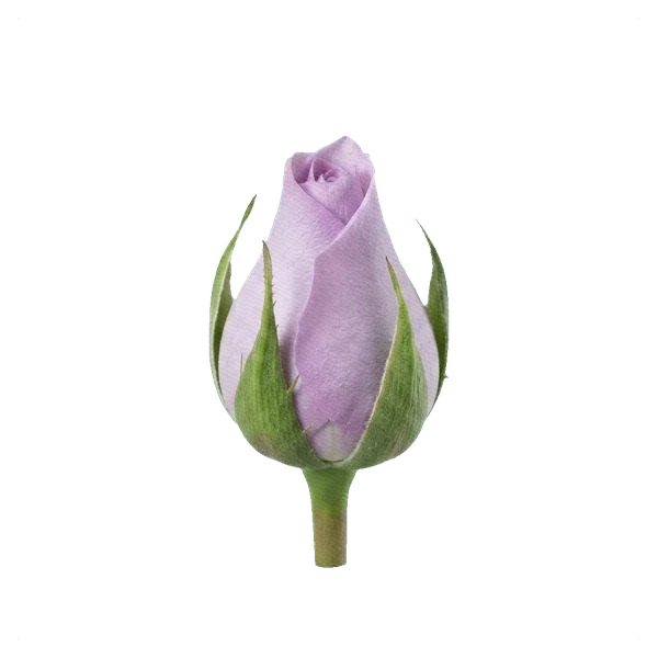 Rose Ocean Song — bud
