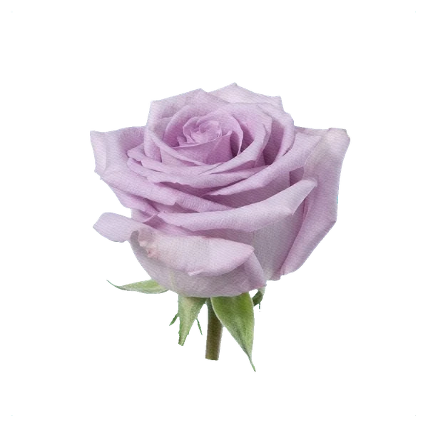 Rose Ocean Song — side