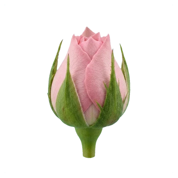 Rosa peonía Pink O'Hara — bud