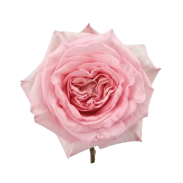 Rosa peonía Pink O'Hara — full