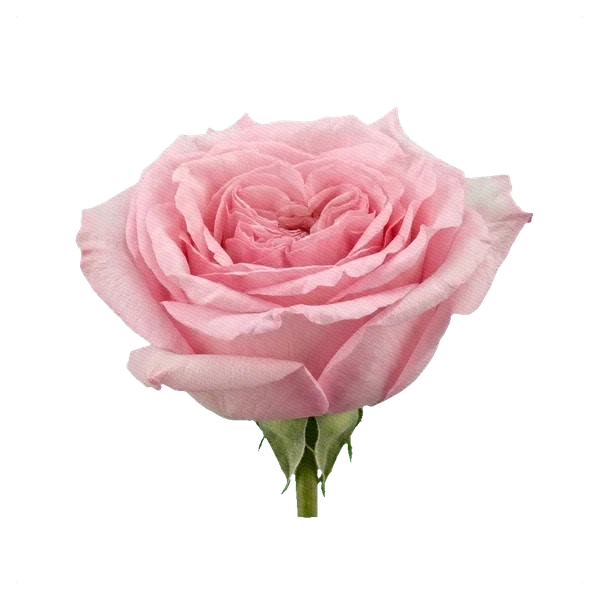 Rosa peonía Pink O'Hara — side