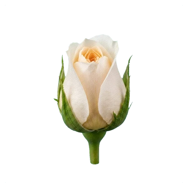 Pfingstrosen-Rose Patience — bud