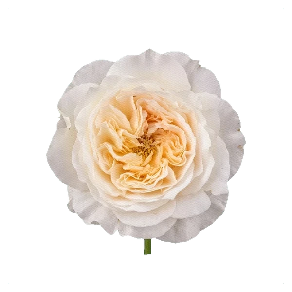 Pfingstrosen-Rose Patience — full