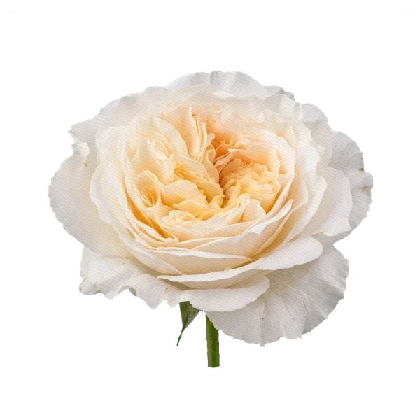 Pfingstrosen-Rose Patience — side