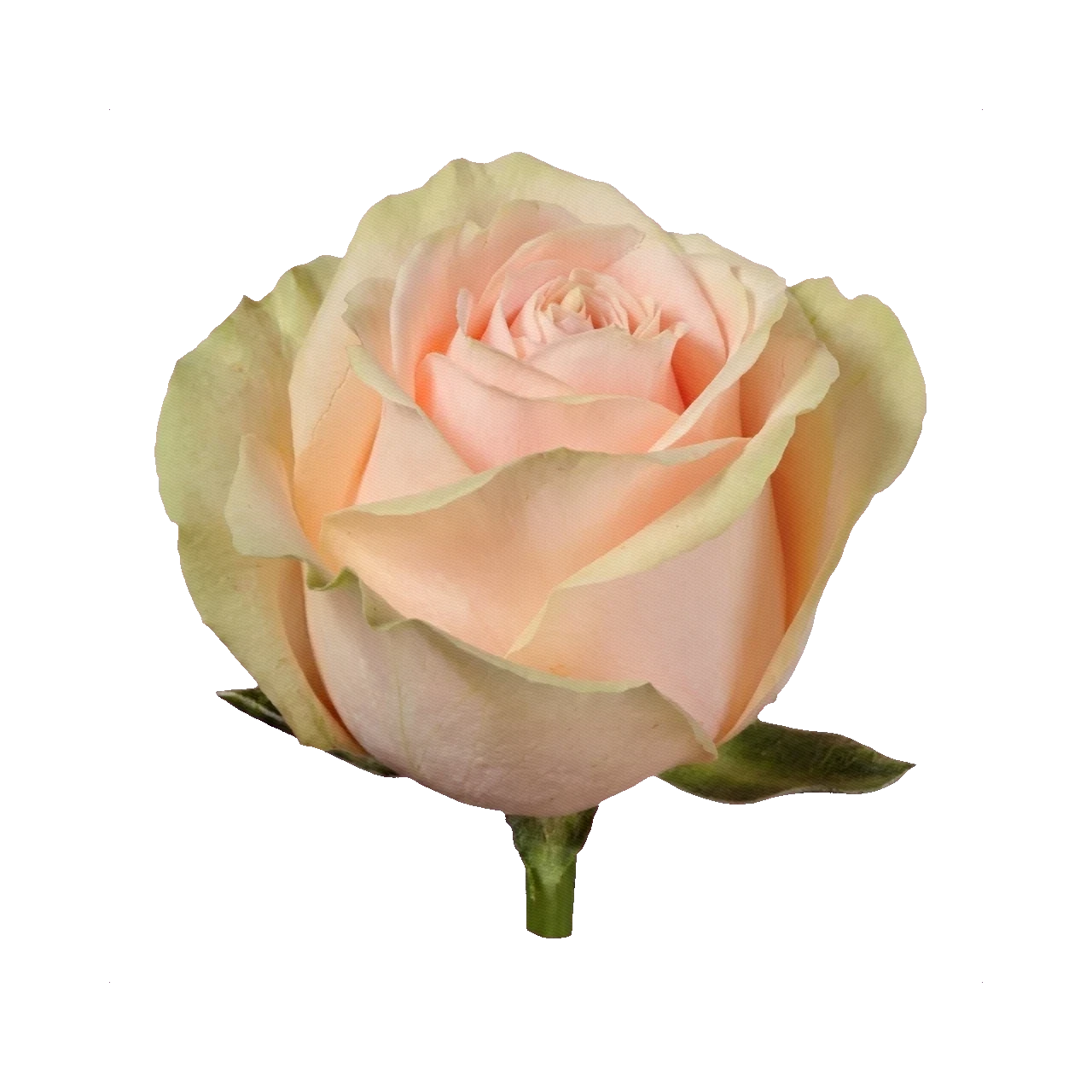 Rose Pearl Avalanche