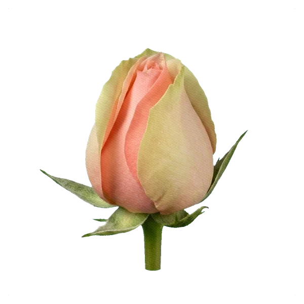 Rosa Pearl Avalanche — bud