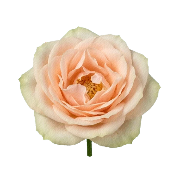 Rosa Pearl Avalanche — full