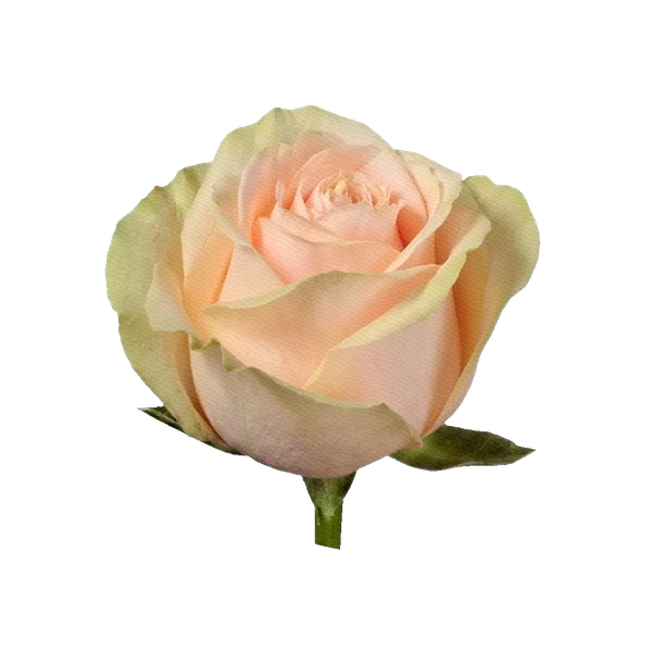 Rosa Pearl Avalanche — side