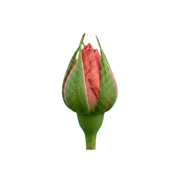 Rose Pink Expression — bud