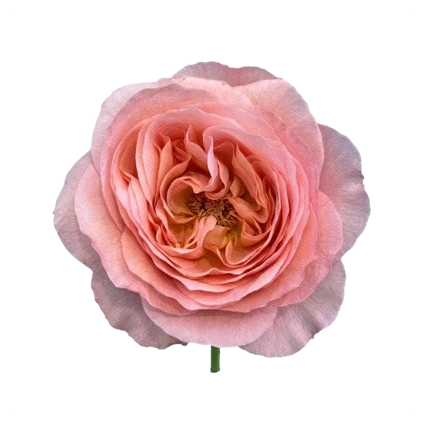 Rose Pink Expression — full