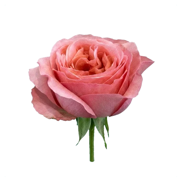 Rose Pink Expression — side