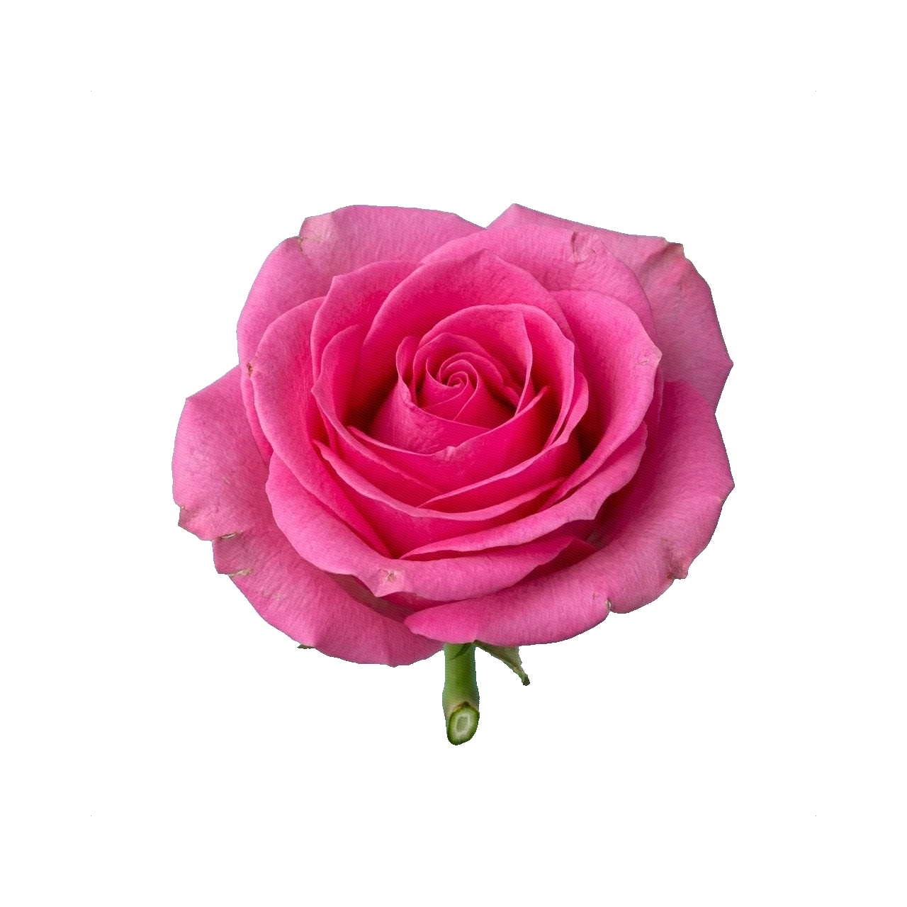 Rose Pink Floyd