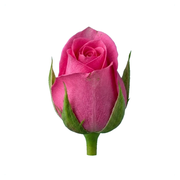 Rose Pink Floyd — bud