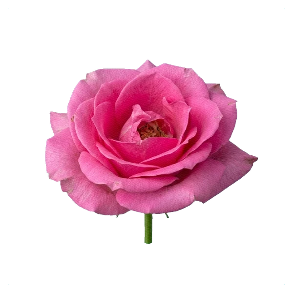 Rose Pink Floyd — full
