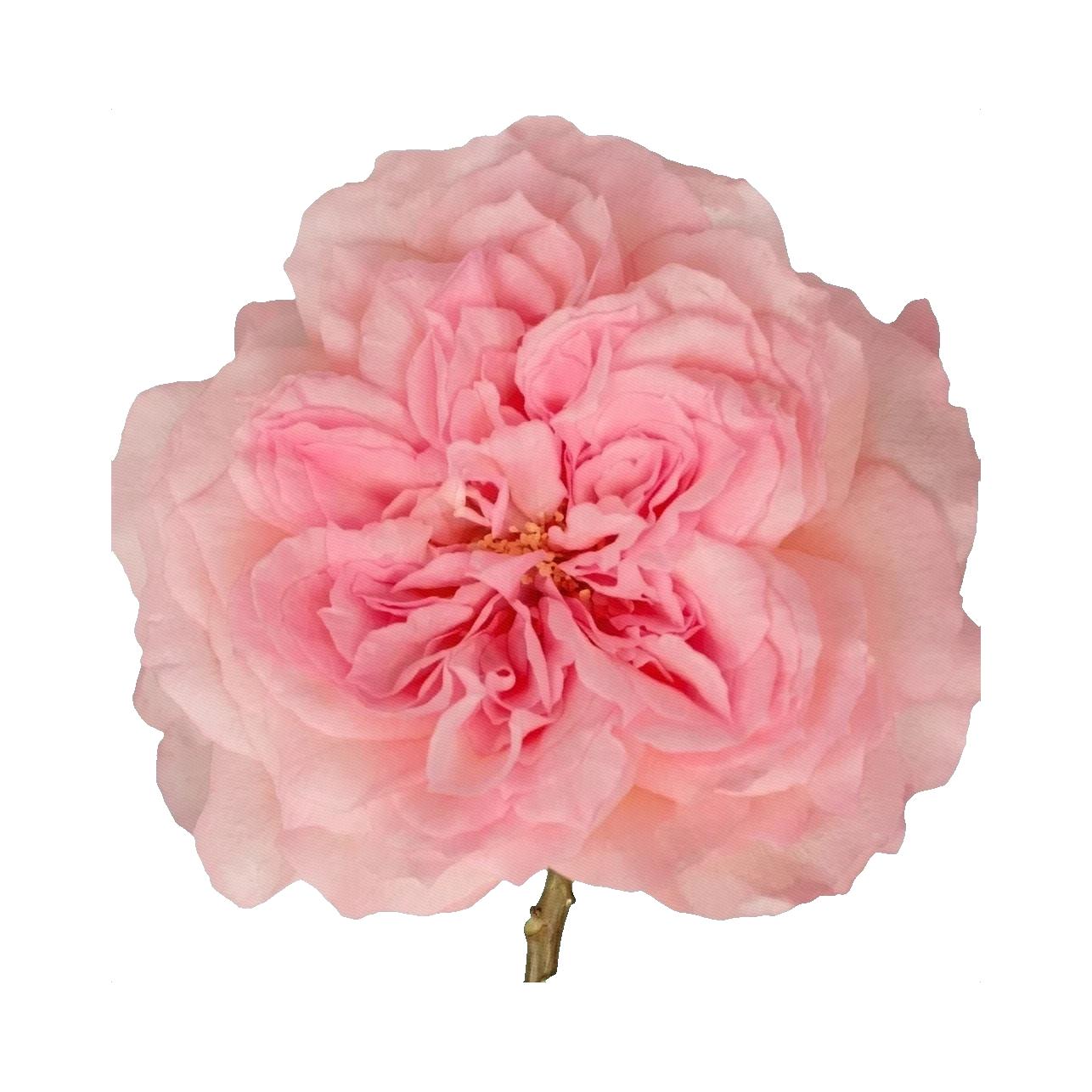 Peony Rose Pink Mayra