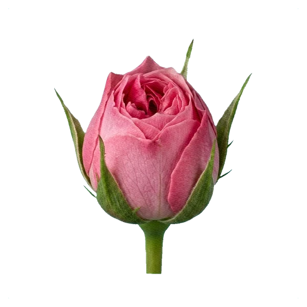 Rosa peonía Pink Mayra — bud