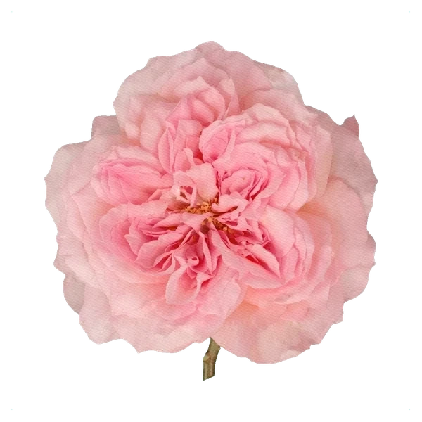 Rosa peonía Pink Mayra — full