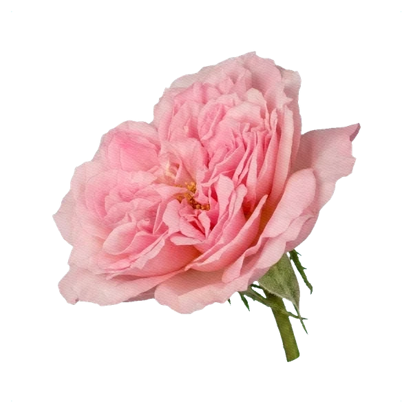 Rosa peonía Pink Mayra — side