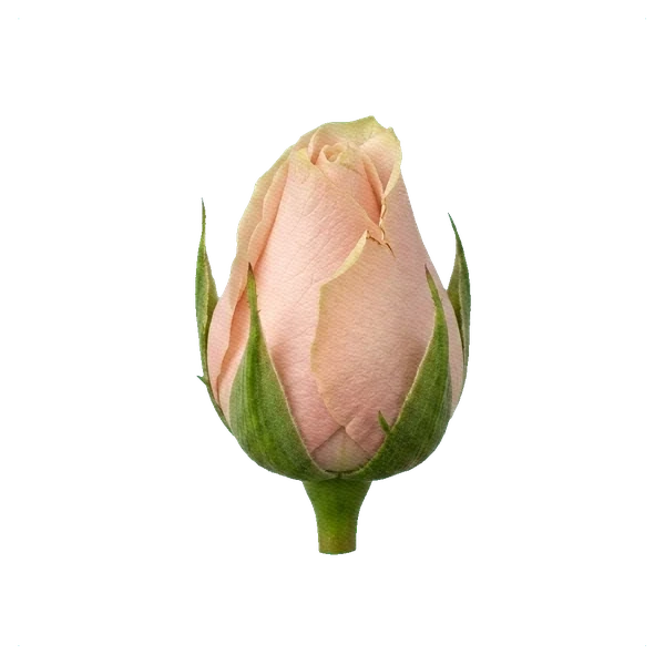 Rosa Pink Mondial — bud