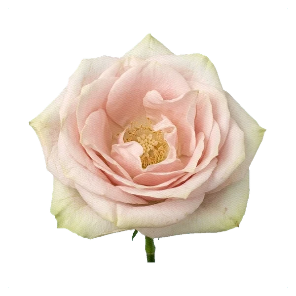 Rosa Pink Mondial — full