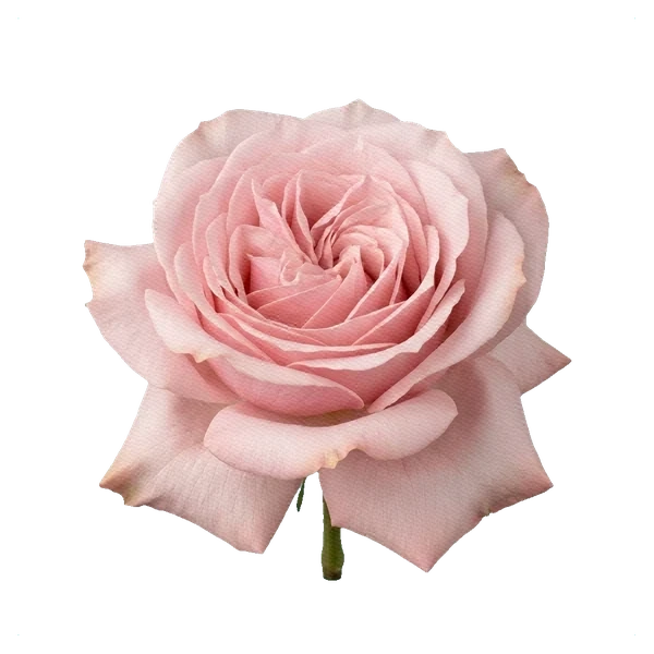 Rosa Pink Mondial — wilted