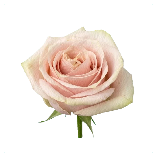 Rosa Pink Mondial — side