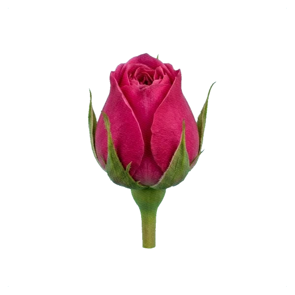 Rosa peonía Pink Piano — bud